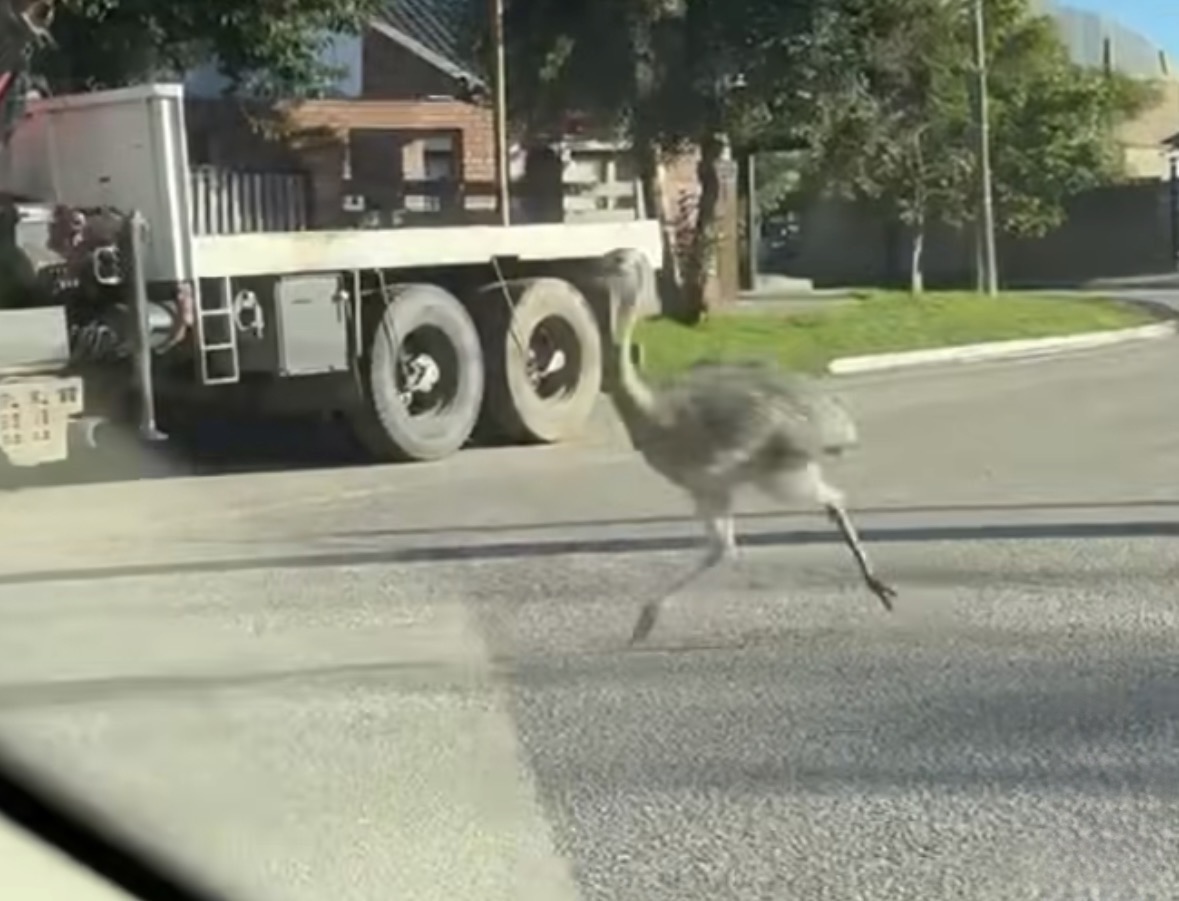 Sorpresa en Tilisarao: un ñandú apareció corriendo por la zona urbana