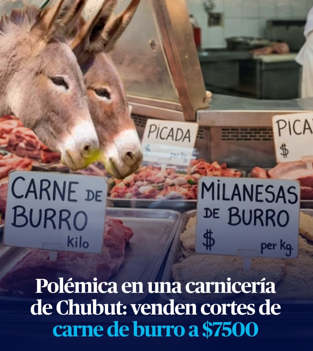 Polémica por la carne de burro: ¿puede cambiar el consumo en Argentina?