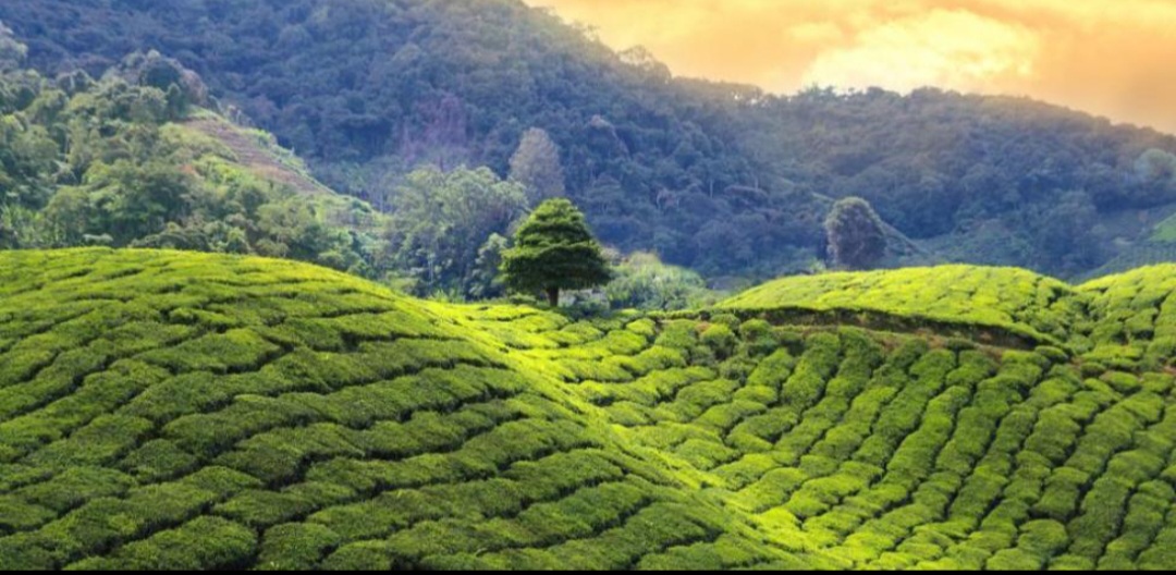 Día Internacional del té 