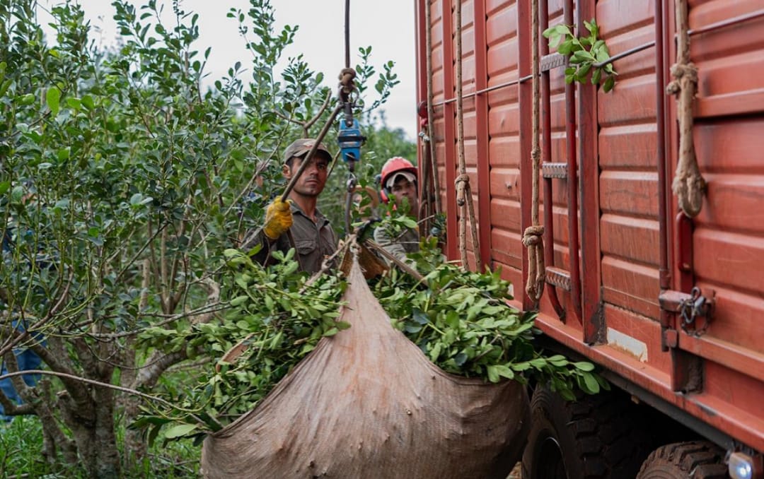 Crisis yerbatera: productores en alerta por la caída del precio de la hoja verde