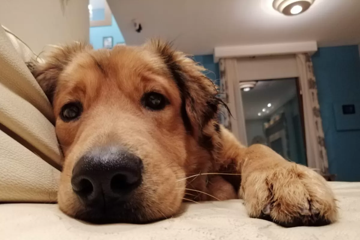 Chonino: La leyenda del héroe de cuatro patas que dio origen al Día Nacional del Perro