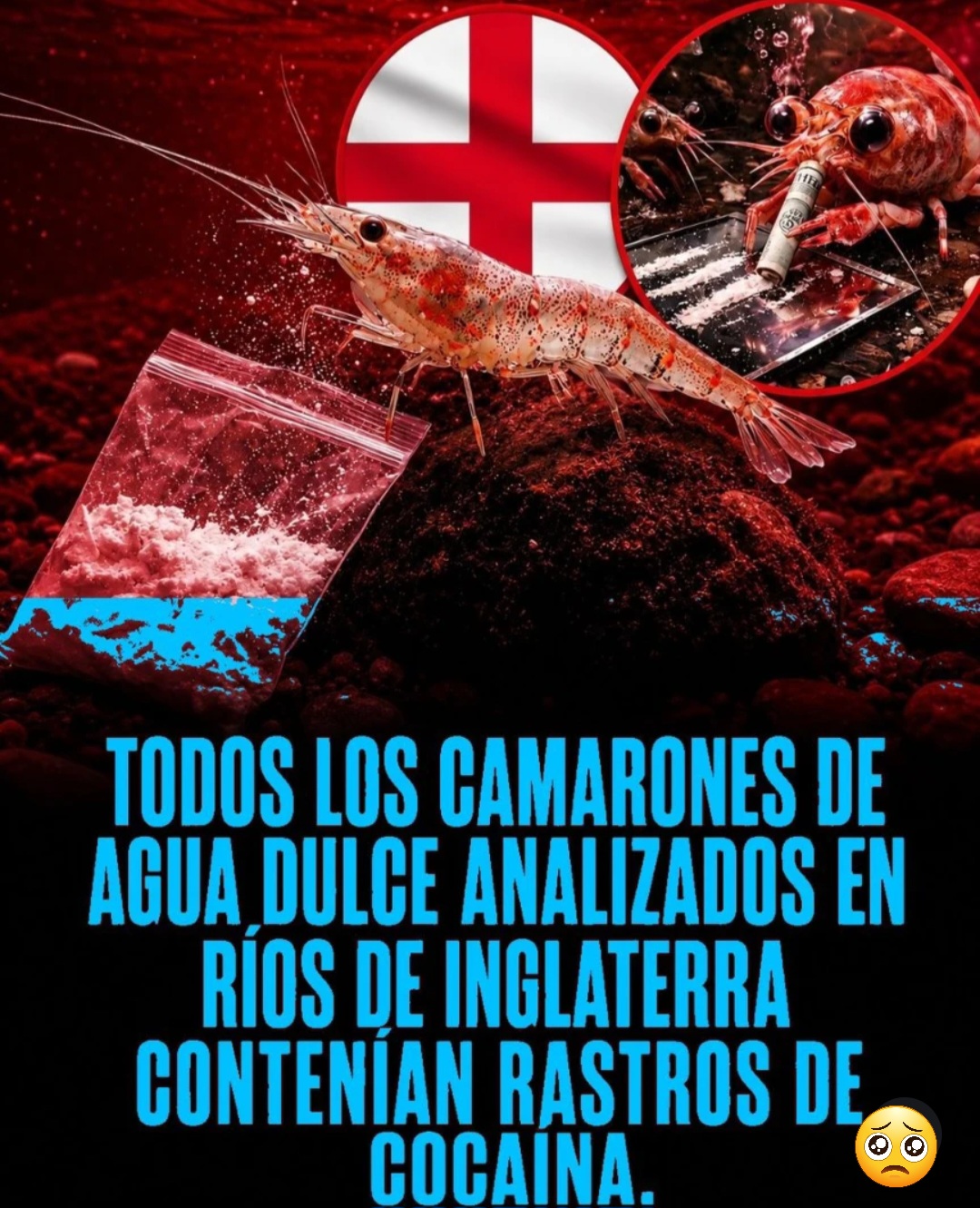 Cocaína en todos los camarones analizados