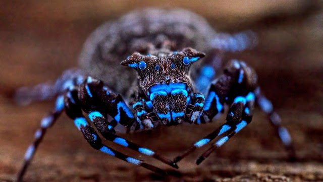 El misterioso insecto azul que sorprende a la ciencia