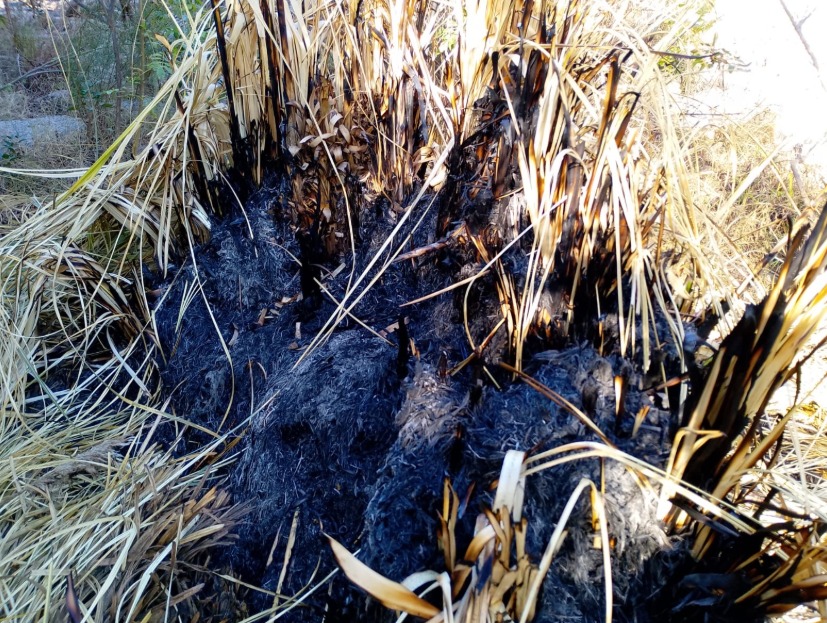 Susto en Luján: controlaron a tiempo un principio de incendio en la Reserva Natural Las Higueritas